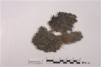 藏品(薄刃貓耳衣)的圖片